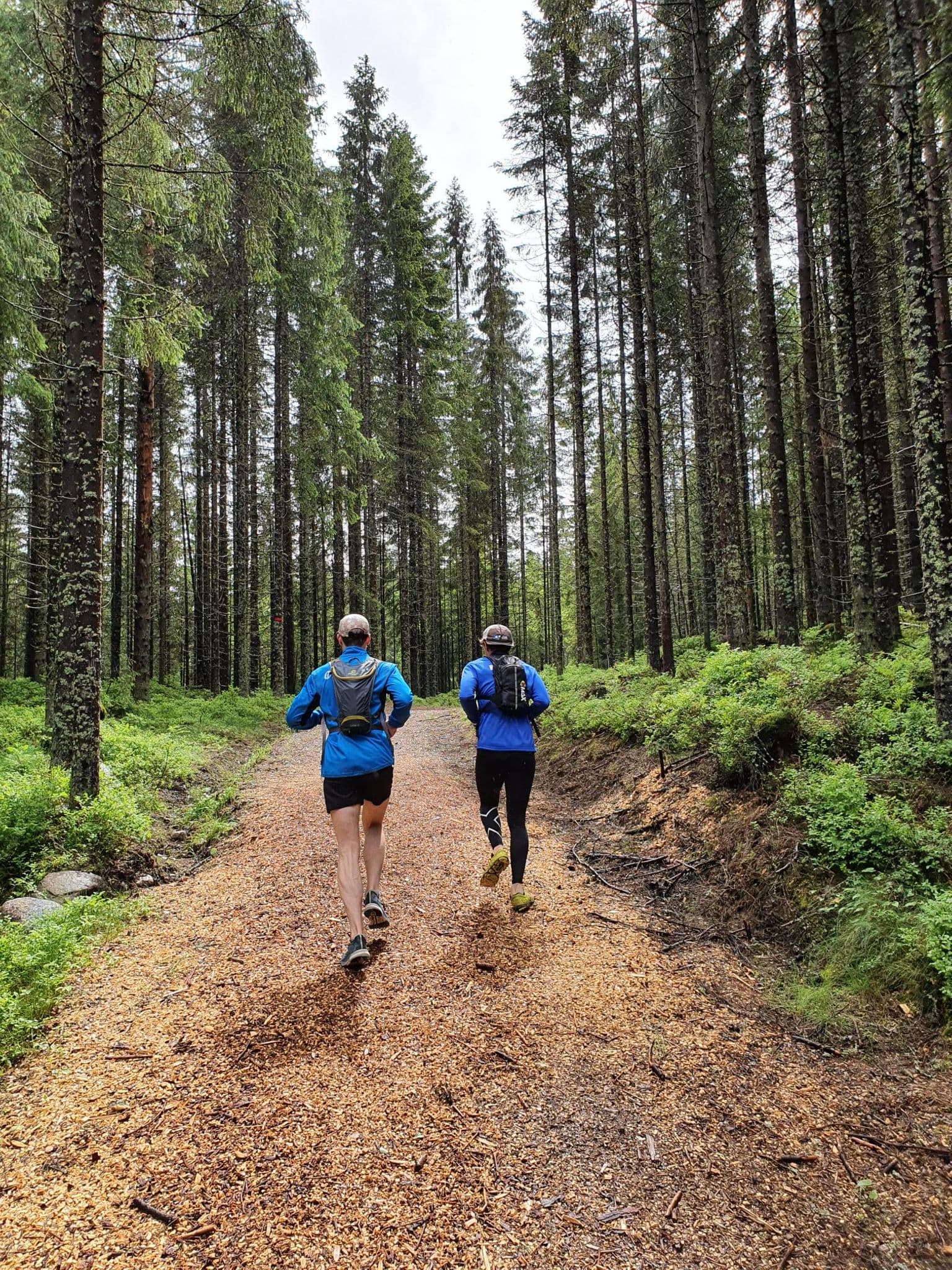 A forest trail in the woodland above Oslo